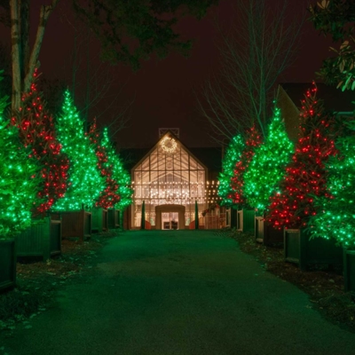 Green and red tree lighting Photo